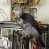 2-Year-Old Female Timneh African Grey Parrot For Sale | Lily