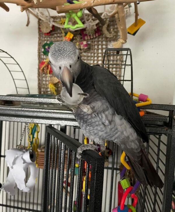 2-Year-Old Female Timneh African Grey Parrot For Sale | Lily