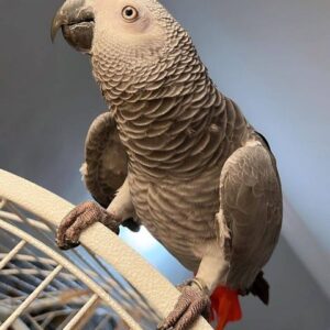 2-Year-Old Congo African Grey Parrot For Sale | Einstein - African Grey Breeders