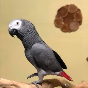 2-Year-Old Female Congo African Grey Parrot for Sale | Lina - African Grey Breeders