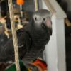 2-Year-Old Female Timneh African Grey Parrot For Sale | Lily - African Grey Breeders