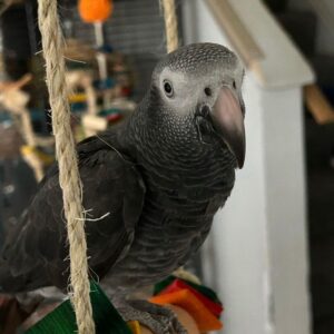 2-Year-Old Female Timneh African Grey Parrot For Sale | Lily - African Grey Breeders