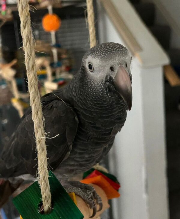 2-Year-Old Female Timneh African Grey Parrot For Sale | Lily - African Grey Breeders