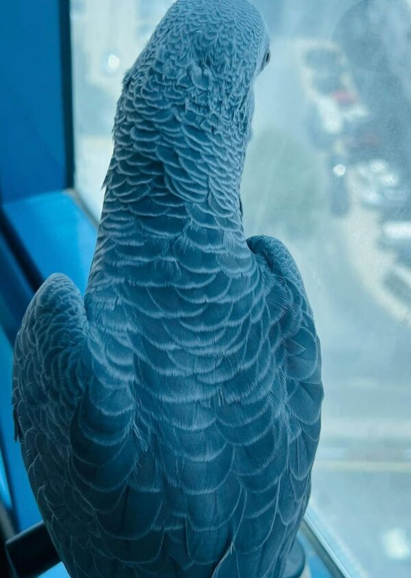 3-Year-Old Congo African Grey Parrot For Sale | Mario