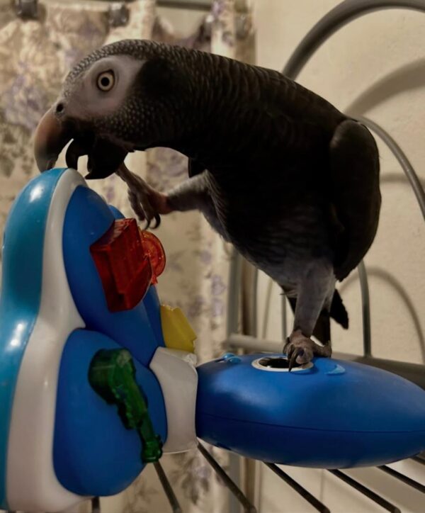 3-Year-Old Timneh African Grey Parrot For Sale | Lucky
