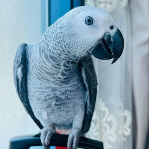 3-Year-Old Congo African Grey Parrot For Sale | Mario - African Grey Breeders