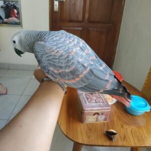 3-Year-Old Red Factor African Grey Parrot For Sale | Martin - African Grey Breeders
