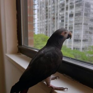 3-Year-Old Timneh African Grey Parrot For Sale | Lucky - African Grey Breeders