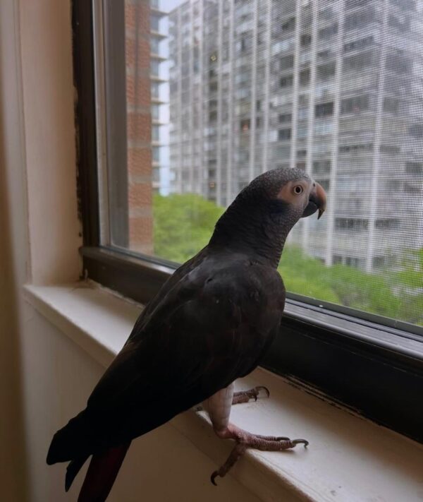 3-Year-Old Timneh African Grey Parrot For Sale | Lucky - African Grey Breeders