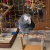4-Year-Old Timneh African Grey Parrot For Sale |Tucker