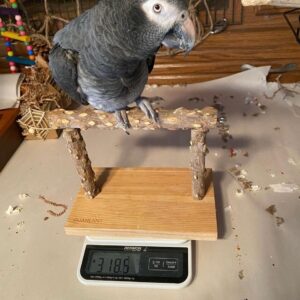 4-Year-Old Timneh African Grey Parrot For Sale |Tucker - African Grey Breeders