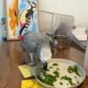 5-Year-Old Female Congo African Grey Parrot For Sale | Guusje