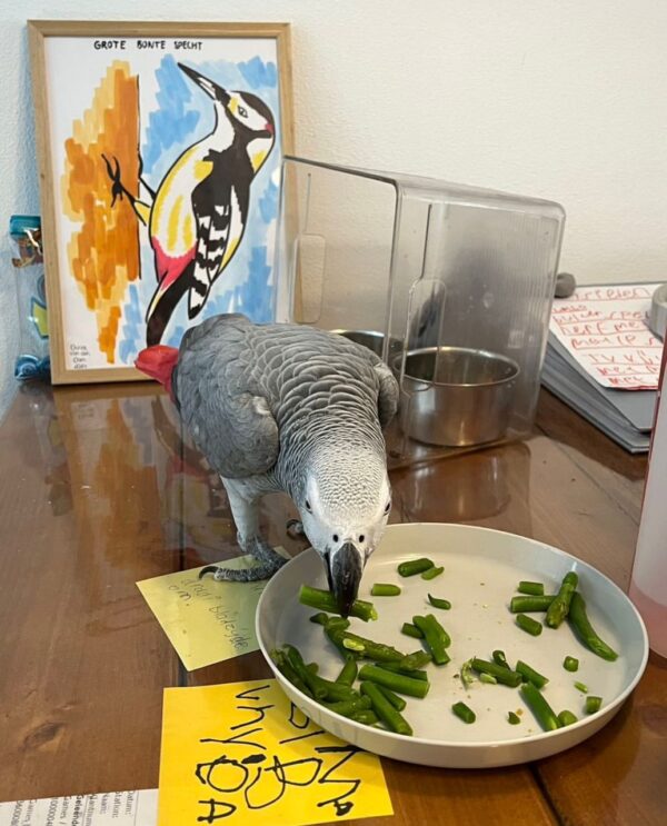 5-Year-Old Female Congo African Grey Parrot For Sale | Guusje
