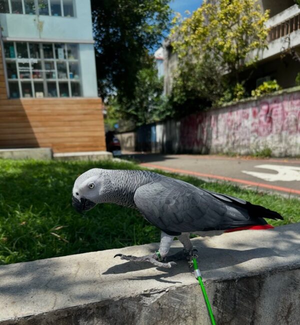 5-Year-Old Male Congo African Grey Parrot For Sale | Hawkings
