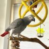 5-Year-Old Female Congo African Grey Parrot For Sale | Guusje - African Grey Breeders