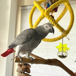 5-Year-Old Female Congo African Grey Parrot For Sale | Guusje - African Grey Breeders