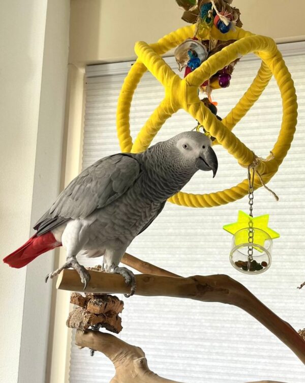 5-Year-Old Female Congo African Grey Parrot For Sale | Guusje - African Grey Breeders