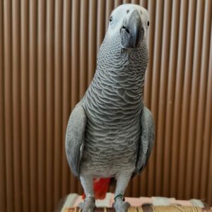 5-Year-Old Male Congo African Grey Parrot For Sale | Hawkings - African Grey Breeders