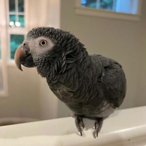 6-Months-Old Timneh African Grey Parrot For Sale | Kelly - African Grey Breeders