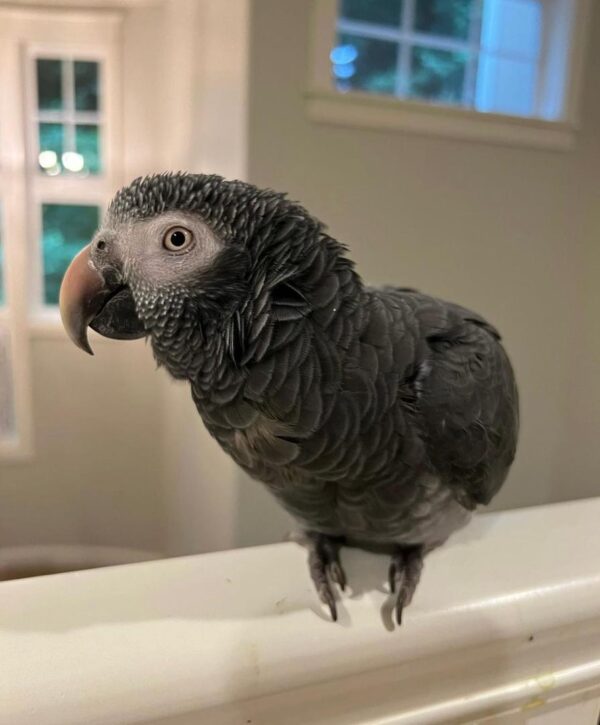 6-Months-Old Timneh African Grey Parrot For Sale | Kelly - African Grey Breeders
