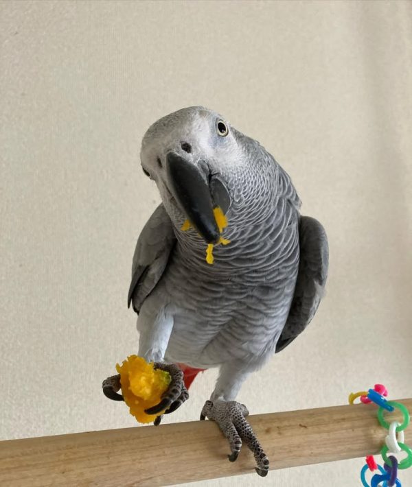 2-Year-Old Congo African Grey Parrot For Sale | Zoe – African Grey Breeders