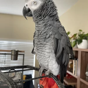 African grey parrot for sale - All Wings Aviary