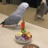 african grey parrots for sale
