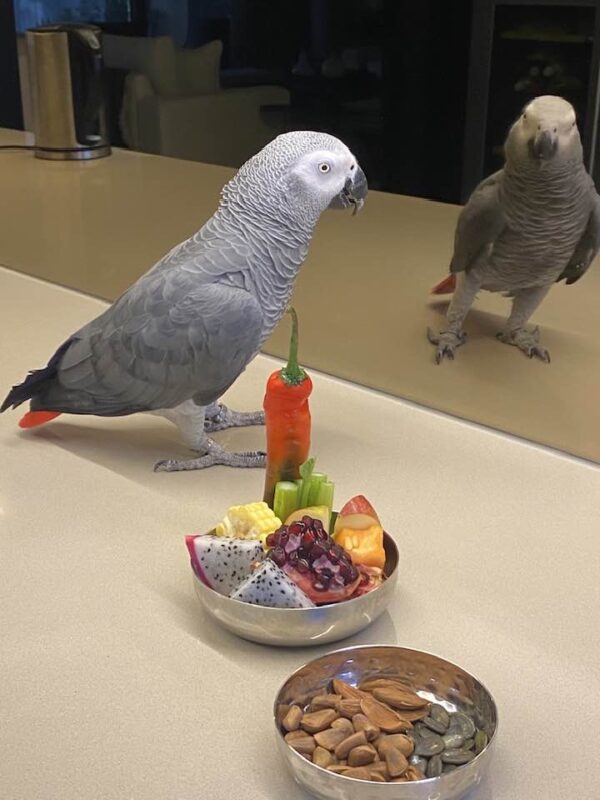 african grey parrots for sale