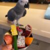african grey parrots for sale