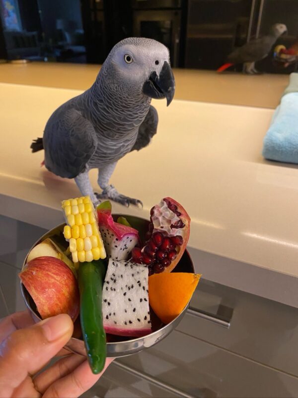 african grey parrots for sale