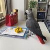 african grey parrots for sale