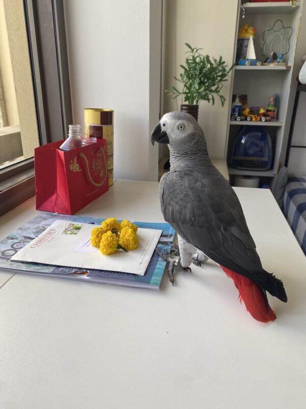 african grey parrots for sale